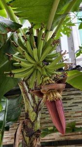 Close-up of a banana plant bearing a young bunch of green bananas with a hanging purple banana flower, surrounded by broad green leaves, showcasing the fruit’s early growth stage.
