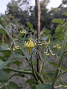 Close-up of a yellow tomato blossom on a green vine with leafy background. The image conveys a calm, natural garden setting.

