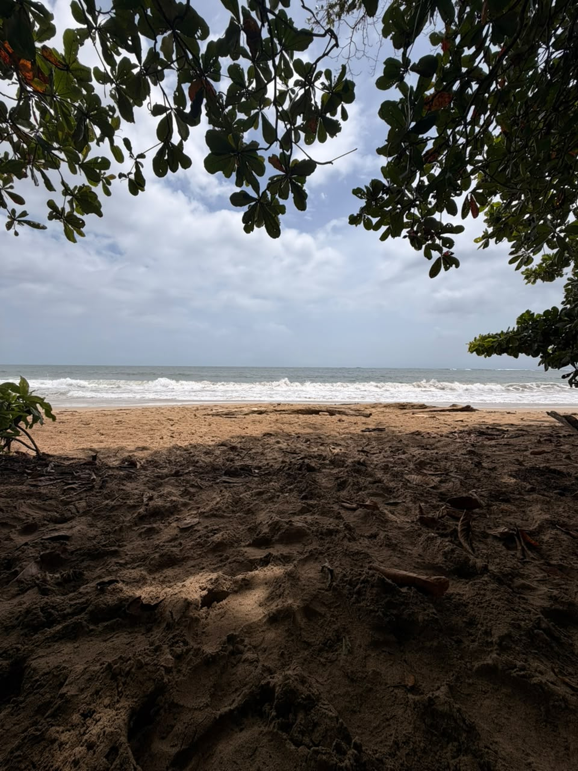 Sandy beach with ocean waves, footprints, and green leaves framing the view.