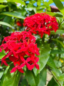 A close-up of bright red clusters of star-shaped Ixora flowers blooming against glossy green leaves, showcasing the vibrant beauty of a tropical garden in natural sunlight.