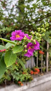 Purple Crape Myrtle Flower, Close-up of vibrant purple crape myrtle flowers with fresh green buds and glossy leaves, blooming on a tree branch against a softly blurred garden background.
