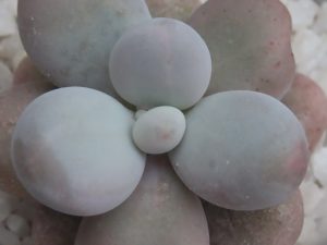 Pachyphytum Kupumiin planta color verde