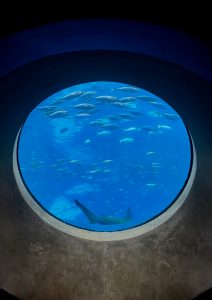 
Shark and tropical fish viewed through a circular underwater window.
