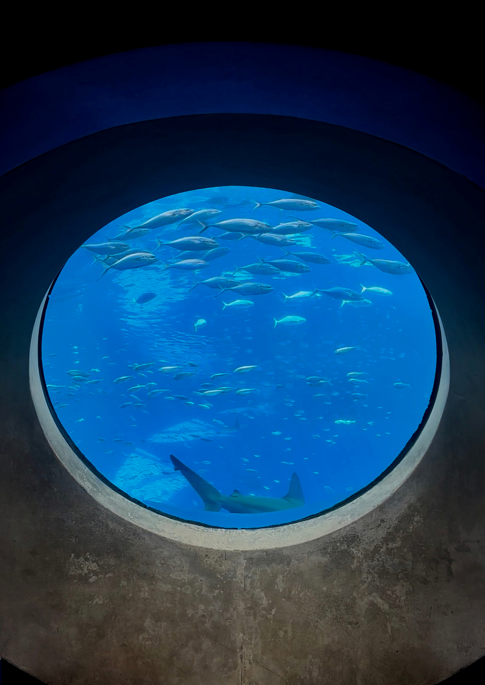 Shark and tropical fish viewed through a circular underwater window.