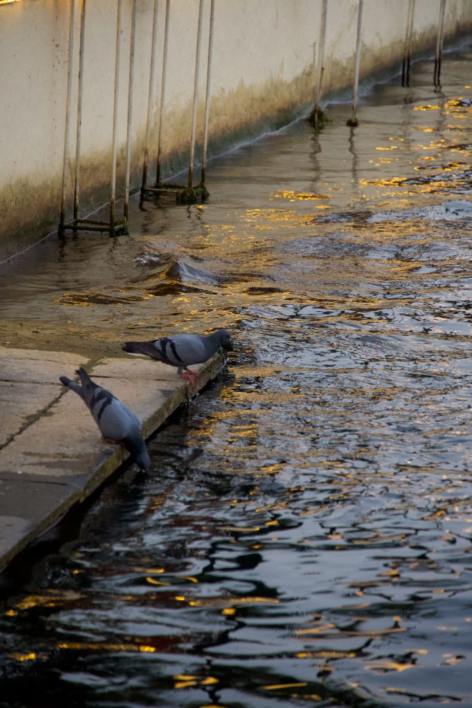 Two pigeons stand on a stone ledge by rippling water reflecting warm lights, under a white wall with vertical lines.