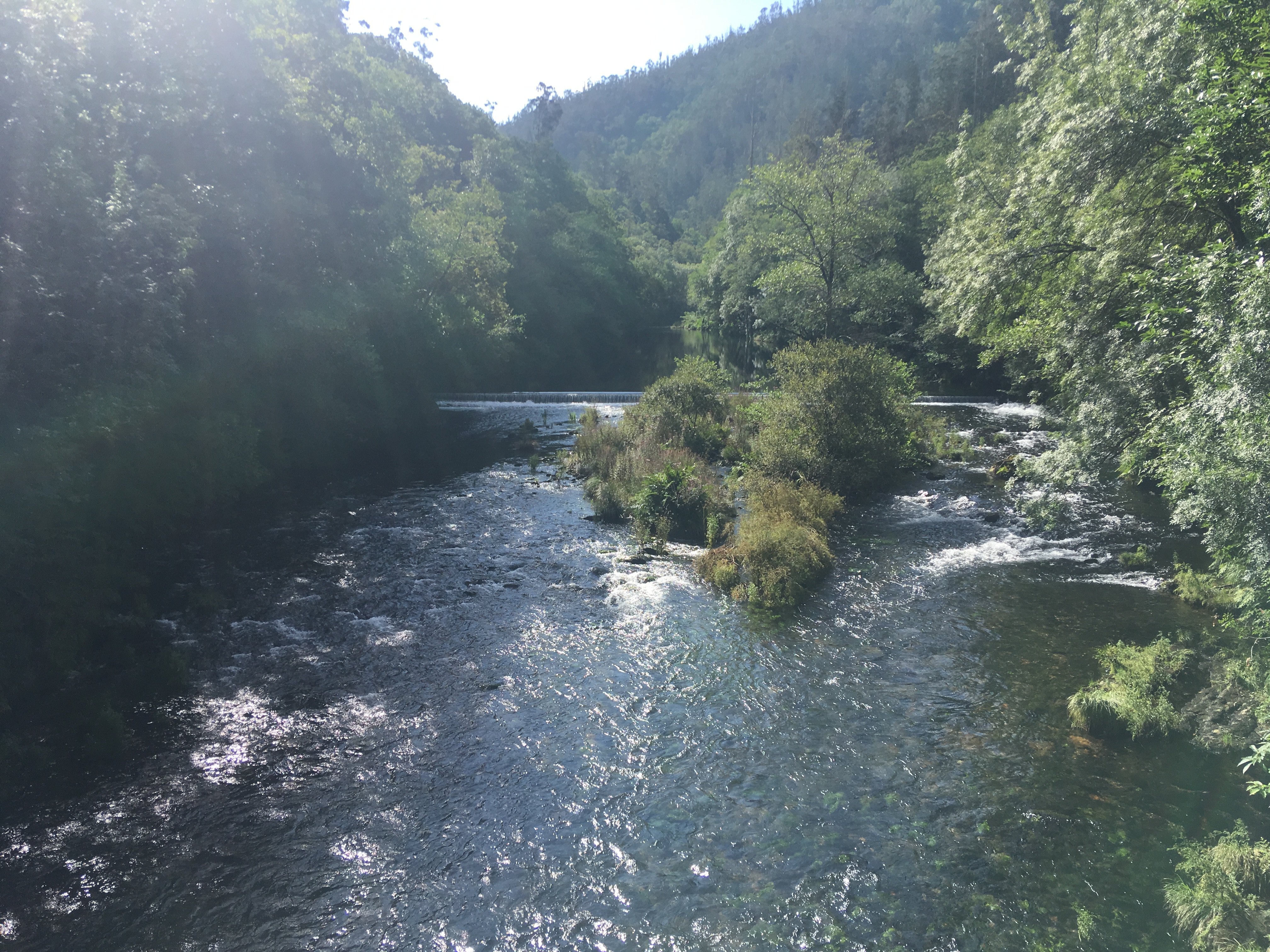 A river flowing through green trees and plants in Galicia.