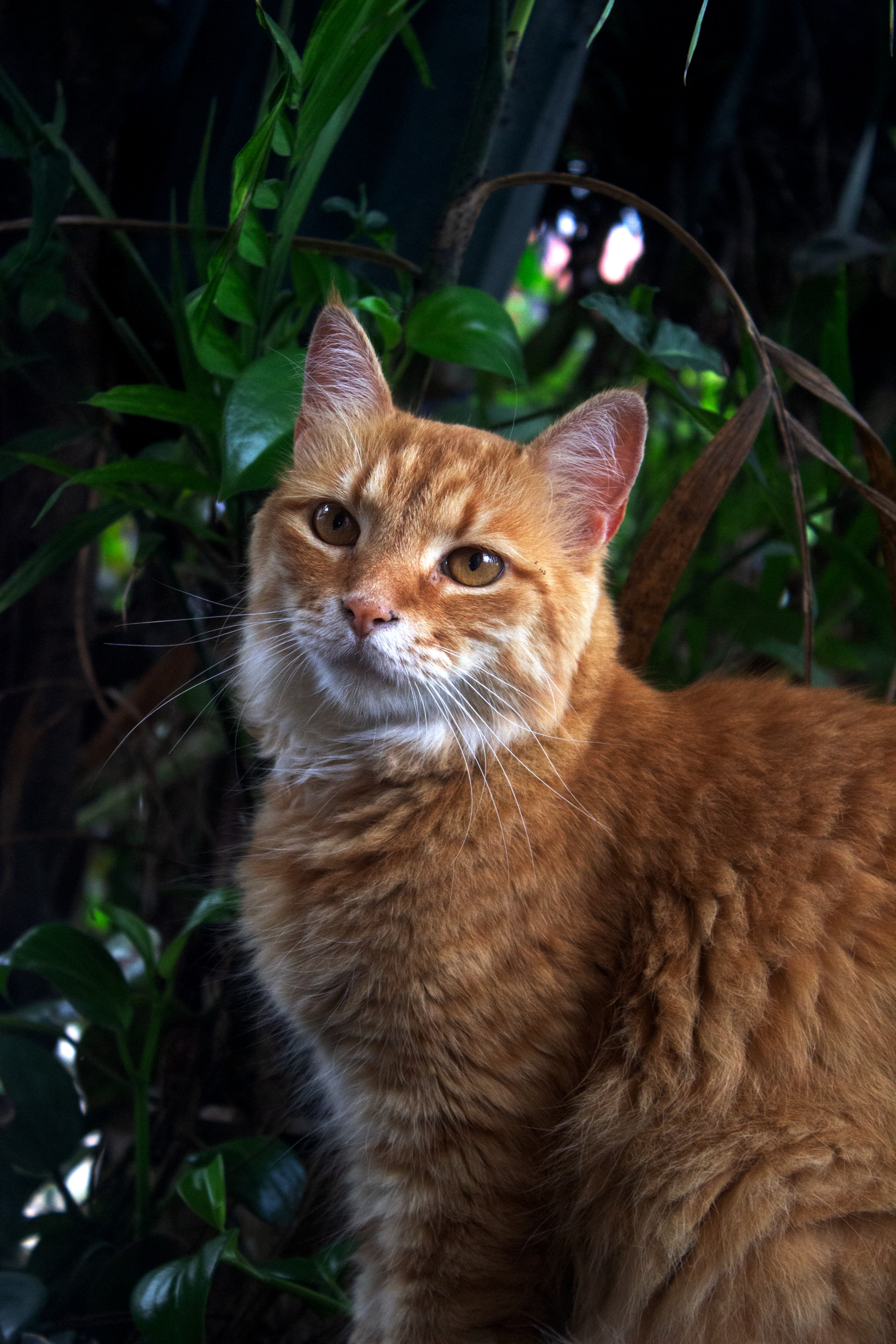 Fluffy orange cat sitting among green plants.