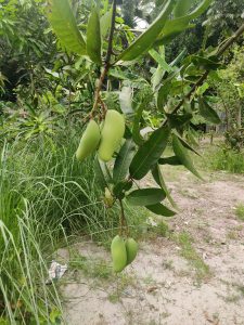 Green mangoes growing on a mango tree with leafy plants visible below.