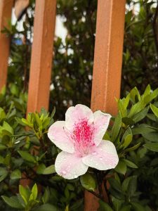 A delicate pink flower with a blush of white petals sits prominently among lush green leaves. The petals are adorned with small droplets of water, suggesting it has recently rained. Behind the flower, there is a rust-colored fence, adding contrast to the vibrant natural setting. The composition conveys a serene and fresh atmosphere, emphasizing the