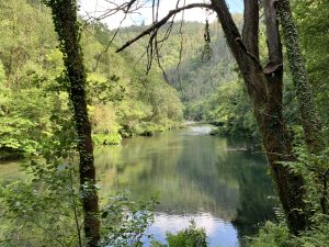 Crystal-clear river flowing through Fragas do Eume, surrounded by dense trees and green vegetation on a clear day.