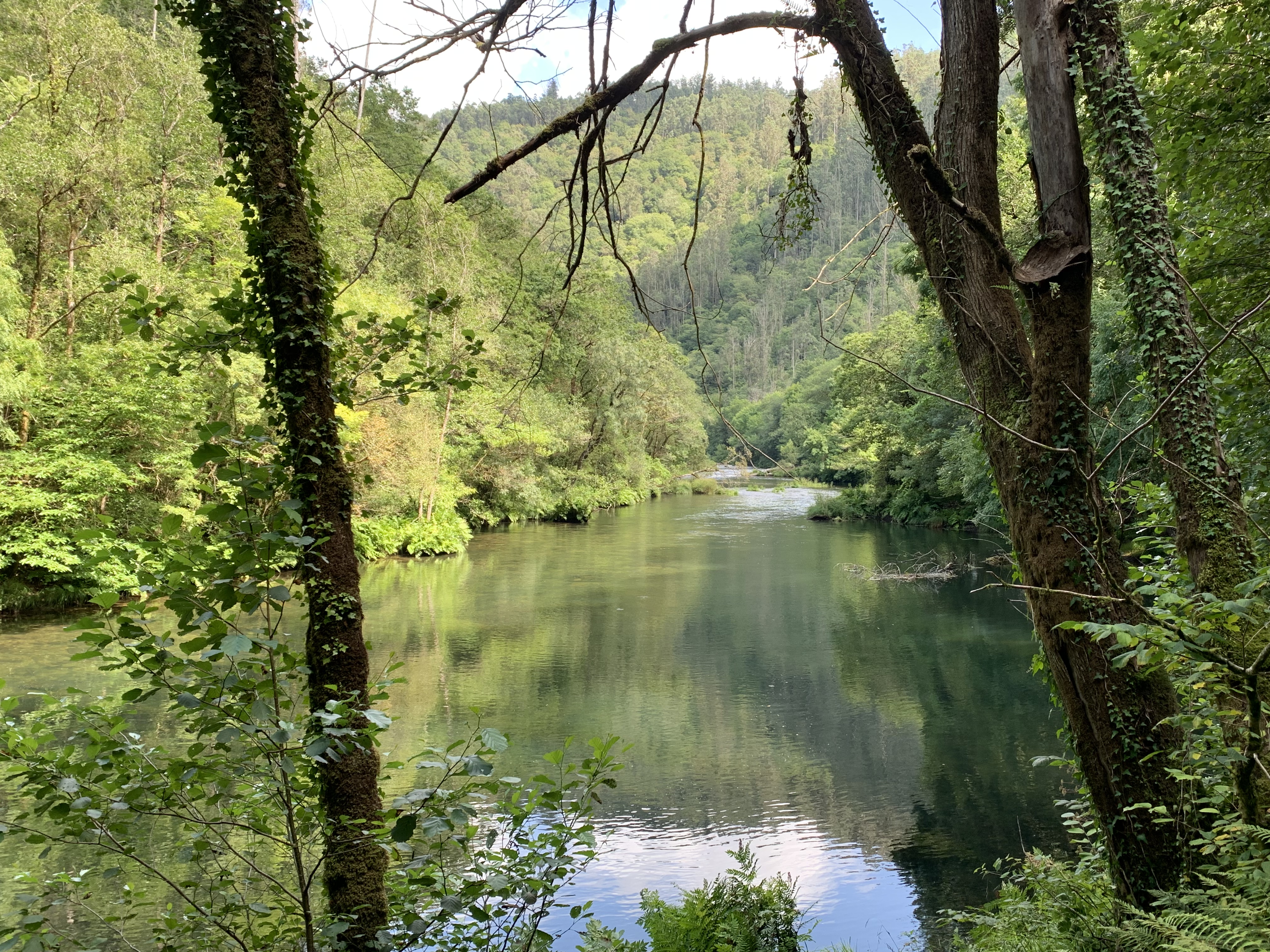 Crystal-clear river flowing through Fragas do Eume, surrounded by dense trees and green vegetation on a clear day.