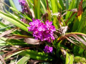 A close-up of a cluster of purple flowers surrounded by long green leaves in a garden.

