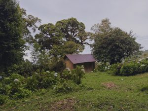 A peaceful landscape featuring a rustic wooden cabin surrounded by blooming hydrangeas and towering native trees. 