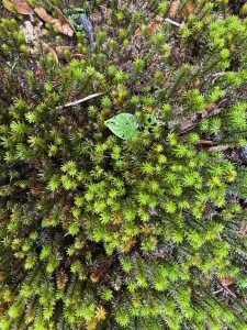 A close-up of green moss covering the forest floor with a few dry leaves.