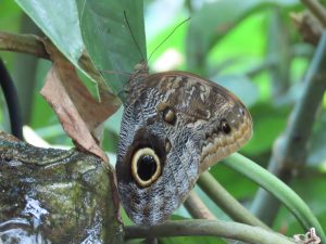
Close-up of a butterfly resting on a branch with green leaves.
