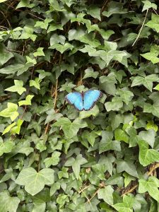 A stunning Blue Morpho butterfly resting on a shrub at La Paz Waterfall, Costa Rica. Its brilliant iridescent blue wings stand out against the lush tropical vegetation, showcasing one of the country's most iconic butterfly species. This beautiful insect is a symbol of Costa Rica's incredible biodiversity and a favorite among nature lovers and photographers