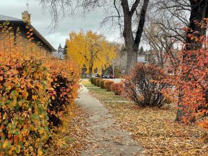 A sidewalk lined with fallen leaves winds through a quiet neighborhood, bordered by shrubs in bright orange, red, and yellow autumn colors. A vivid yellow tree stands in the center distance, framed by bare branches, large tree trunks, and overcast gray skies, creating a calm seasonal city scene.