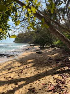 A quiet sandy beach with gentle waves, green trees, and scattered leaves.