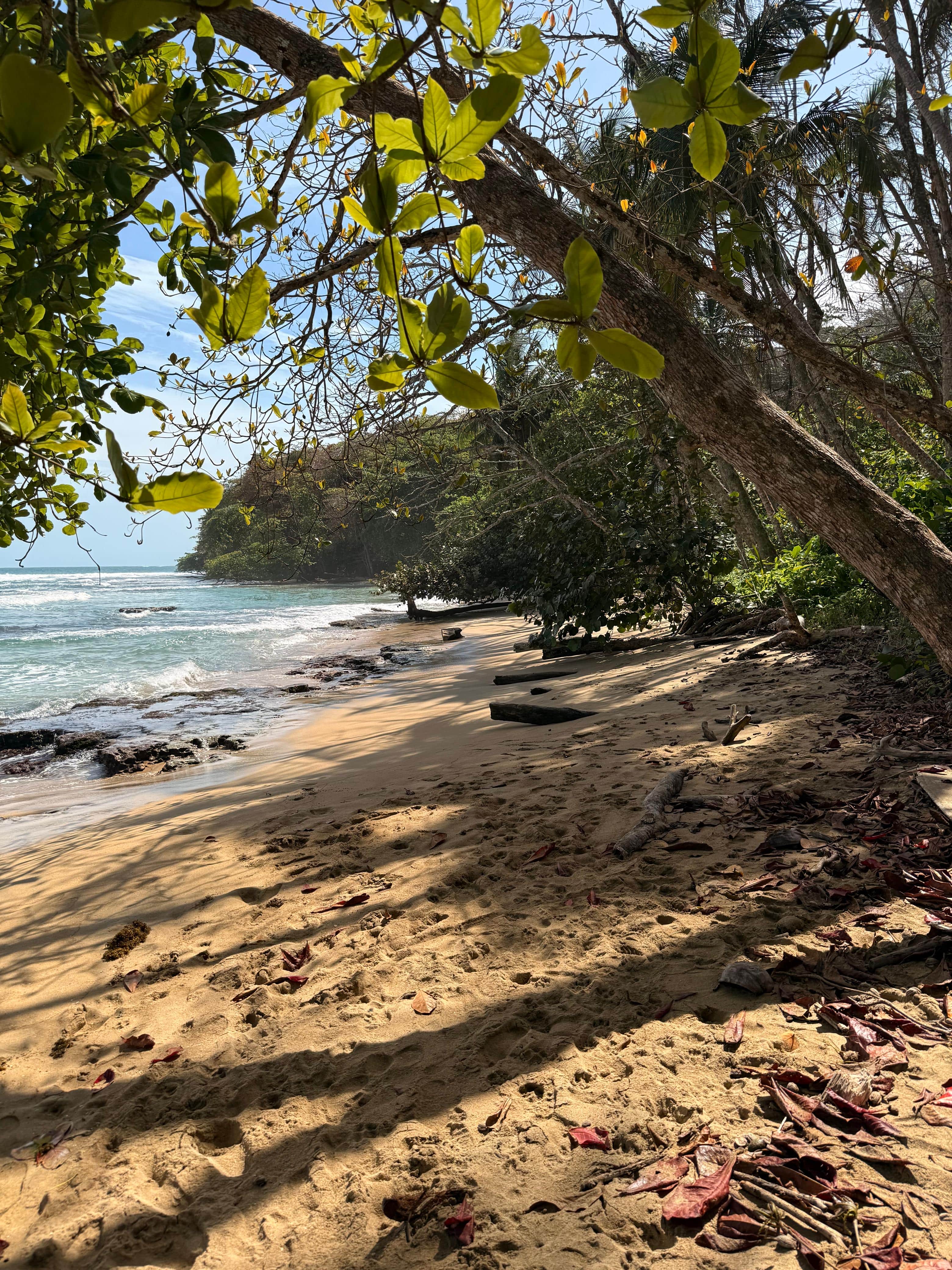 A quiet sandy beach with gentle waves, green trees, and scattered leaves.
