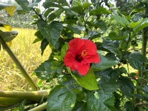 A vibrant red hibiscus flower blooming on a bush with green leaves, with a yellow field in the background.
