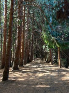 Sunlit forest trail lined with tall pine trees in the Prusia sector of Irazú Volcano National Park, Costa Rica.