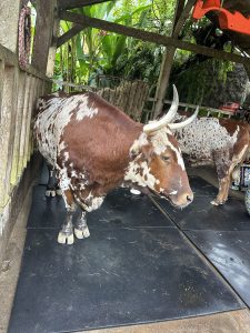 A large ox with long horns and a reddish-brown and white coat on display at La Paz Waterfall, Costa Rica.
