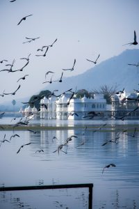 Flock of birds flies over a calm lake with a white palace in the background and distant hills under a clear blue sky

