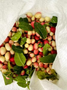 A top-down view of a white woven sack filled with harvested carandas berries (koromcha) and their green leaves.
