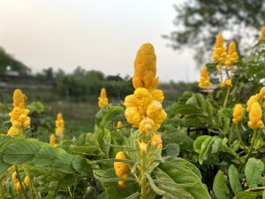 Close-up shot of a bright yellow candle bush flower (Senna alata) blooming in a field.
