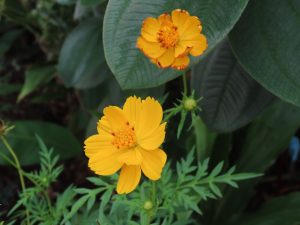 Two bright yellow sulfur cosmos flowers blooming among green leaves.