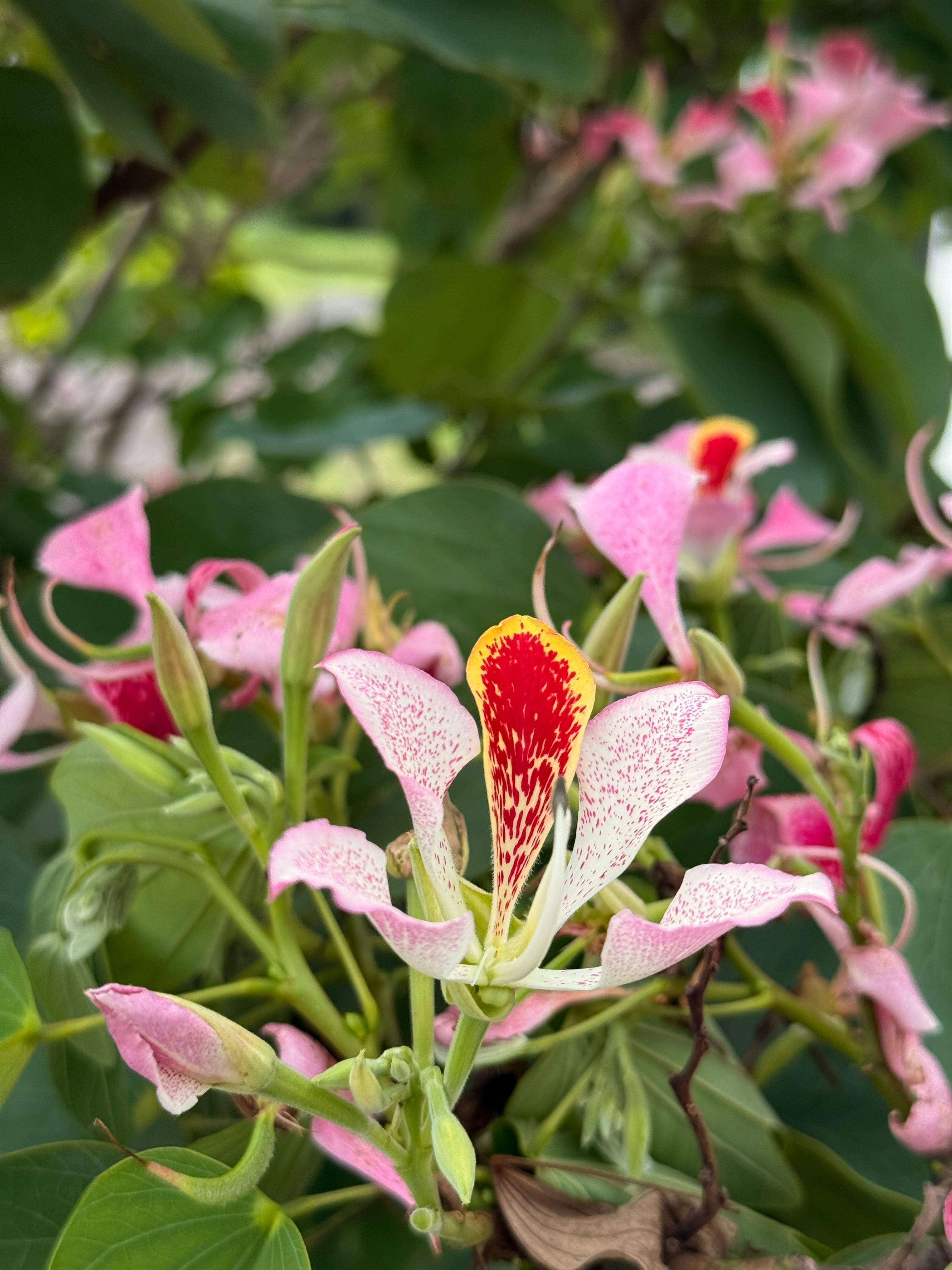 Cluster of pink flowers with red centers, surrounded by green leaves.