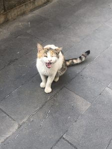Small white, orange, and black cat yawning on a sidewalk.