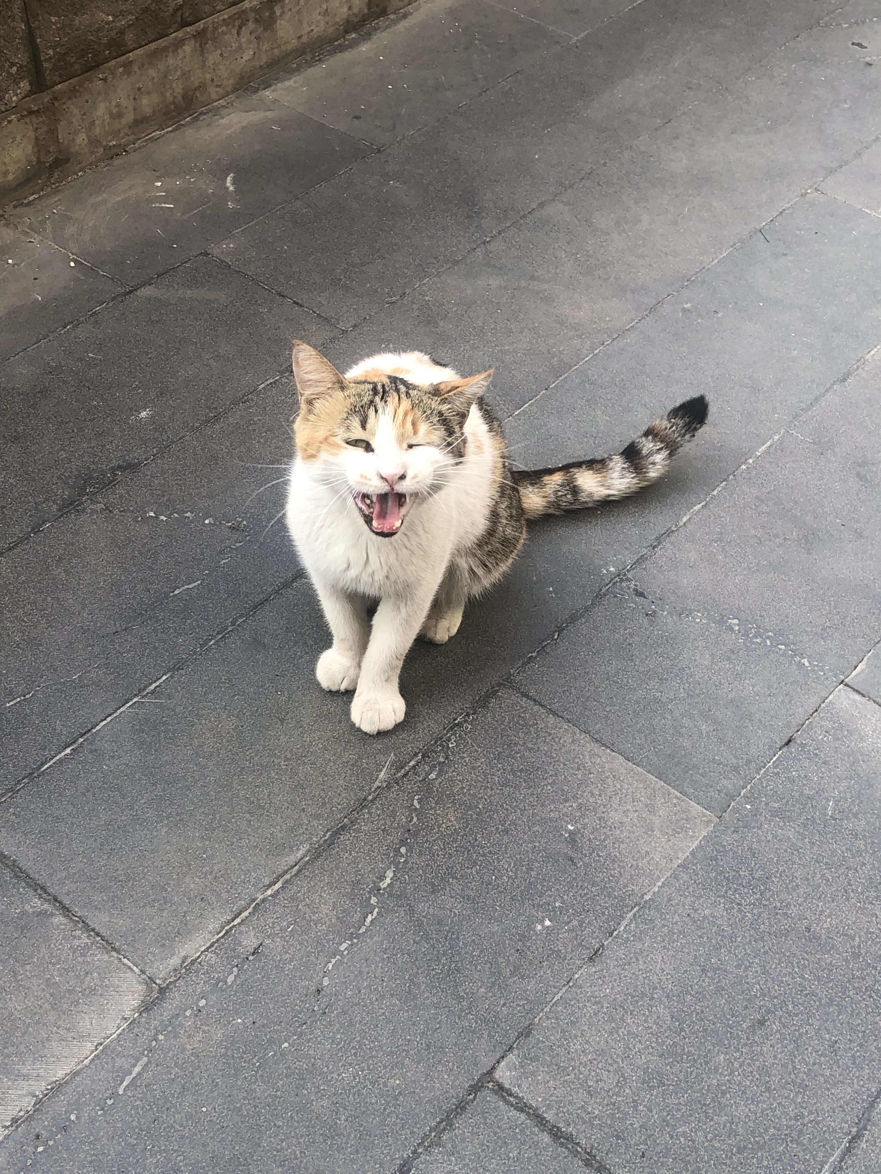 Small white, orange, and black cat yawning on a sidewalk.