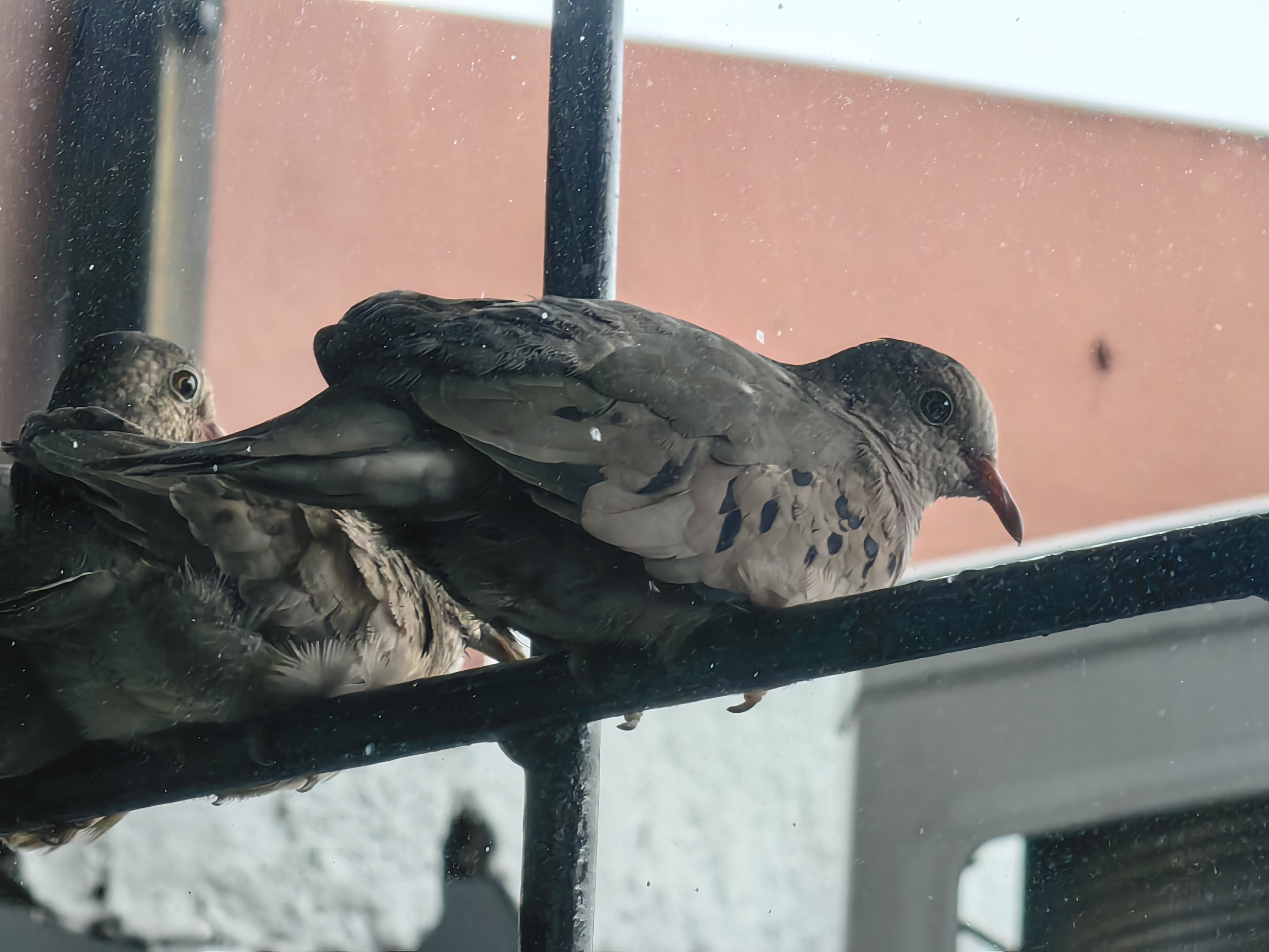 A gray bird perched on a window railing.