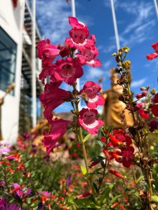 Cluster of pink flowers in bloom with colorful flowers in the background.