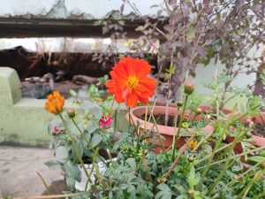 A close-up photograph of a blooming orange cosmos flower in a potted garden, surrounded by green foliage, flower buds, and other flowering plants.