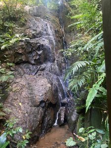 Waterfall flowing over dark rocks, surrounded by lush green plants and a small pool.