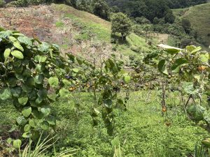 Green leafy vines growing on a trellis with hanging fruits known as “granadillas”, set against a backdrop of a grassy hillside and forest.
