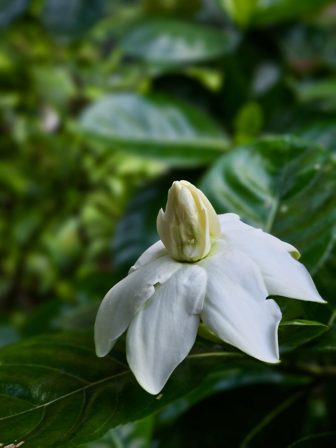 A fresh white gardenia flower blooms among glossy green leaves, showing soft petals and a delicate bud. The simple composition highlights its natural beauty. Captured in Nadakkavu, Kozhikode, Kerala.