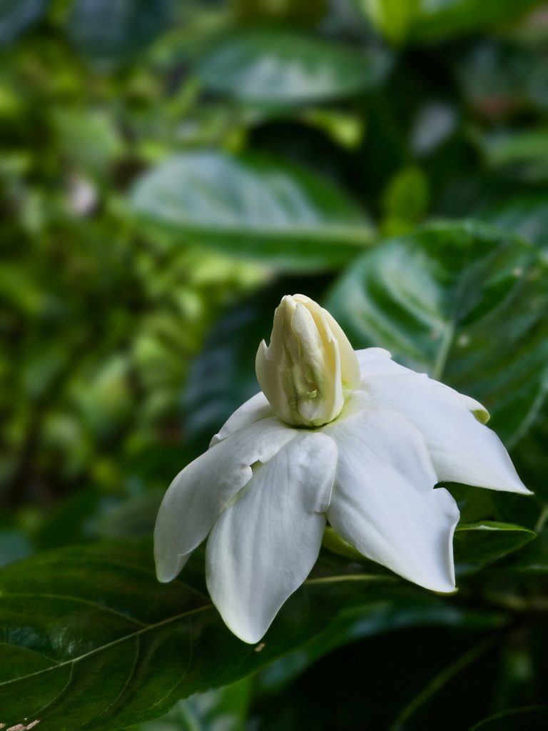 A fresh white gardenia flower blooms among glossy green leaves, showing soft petals and a delicate bud. The simple composition highlights its natural beauty. Captured in Nadakkavu, Kozhikode, Kerala.