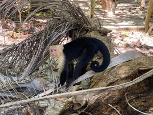 A capuchin monkey is perched on a fallen log, its body mostly facing sideways. The monkey has a light-colored face and a dark body, with a curled black tail. Surrounding it is a mix of dry leaves and tropical foliage, creating a natural forest setting.