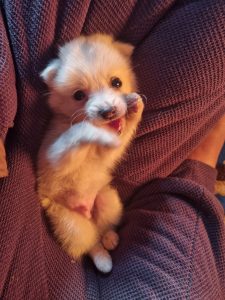 A cute baby dog sitting on a lap with a cute pose.