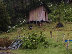 Rustic wooden cabin on a hillside with grazing cattle and blooming hydrangeas.

