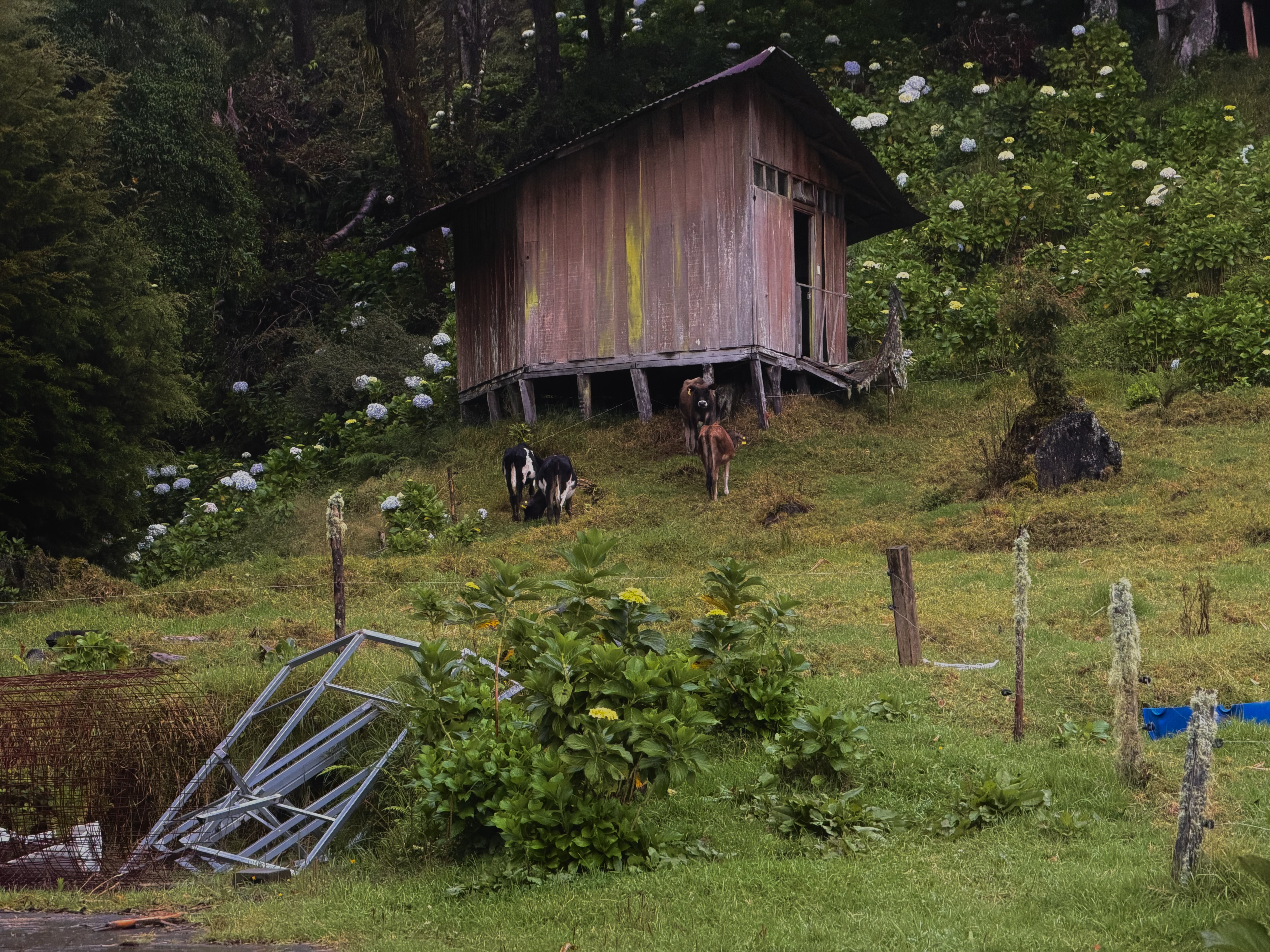 Rustic wooden cabin on a hillside with grazing cattle and blooming hydrangeas.
