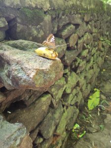 Brown and white butterfly with open wings perched on a yellow banana on a mossy rock.
