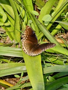 A beautiful female Great Eggfly (Hypolimnas bolina) butterfly rests on a green leaf, displaying its dark brown wings with delicate white markings in the morning sunlight. Captured at Kamala Nehru Park, Pune, Maharashtra.