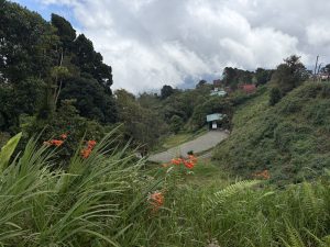 Green mountain landscape with a winding path, hillside houses, orange flowers, and low clouds.