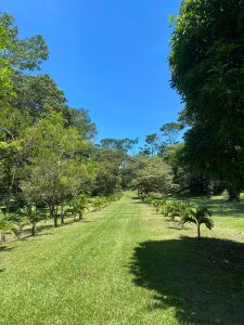 Pathway lined with young palm trees leads through lush, dense greenery under a clear blue sky. 