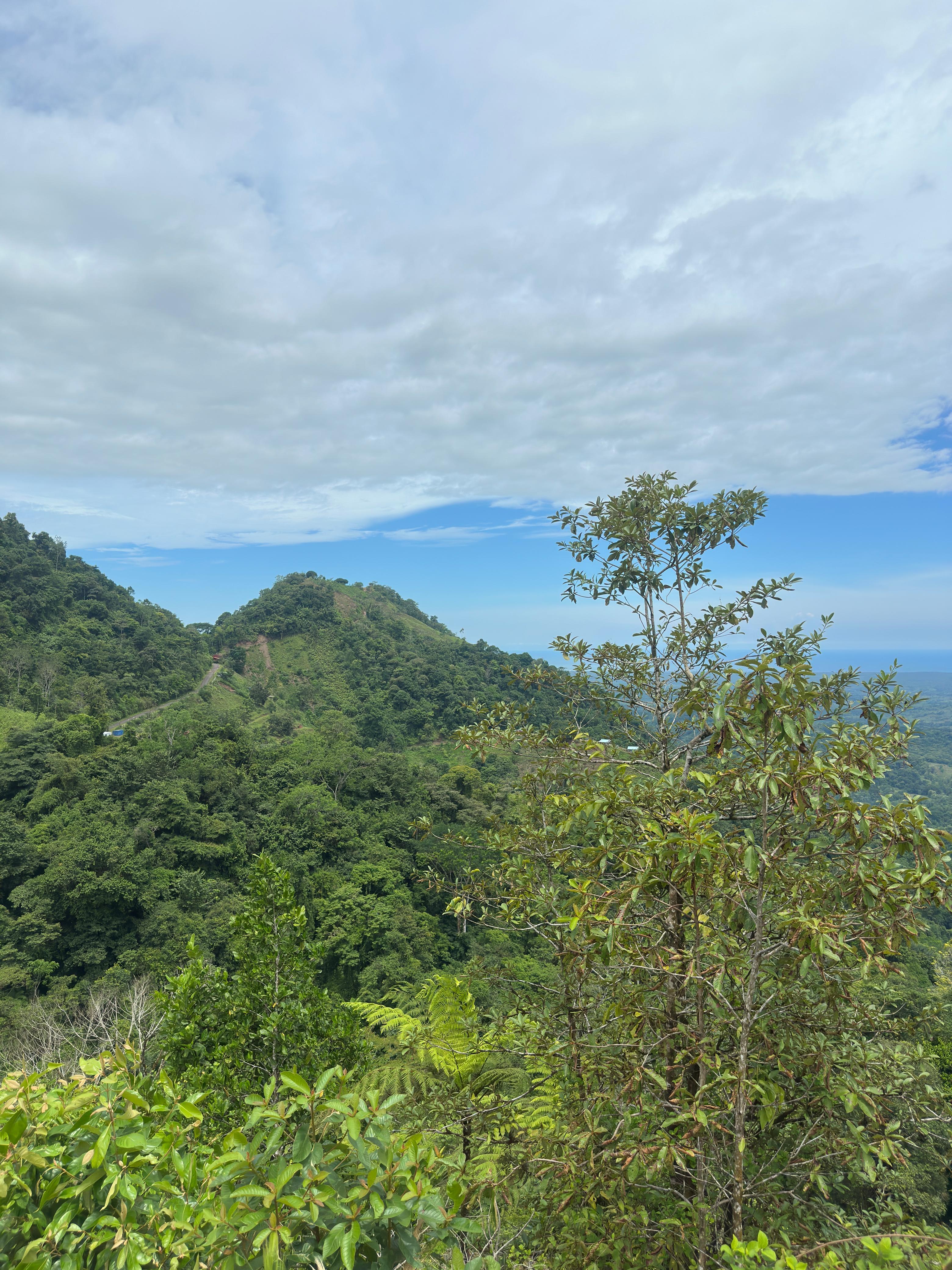 Lush green mountains beneath a partly cloudy sky, with vibrant foliage in the foreground.