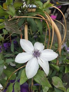 White clematis flower with a purple-and-white stamen cluster at its center, growing on a curved bamboo trellis, surrounded by green leaves and out-of-focus purple flowers in the background.
